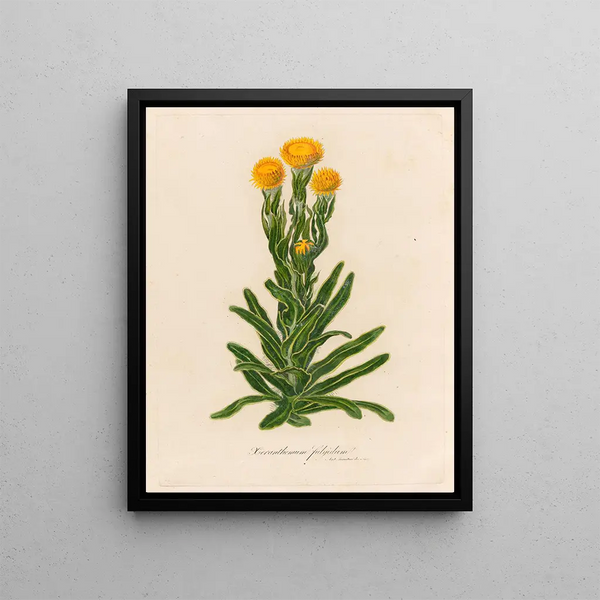 Gaetano Savi - Xeranthemum fulgidum.webp