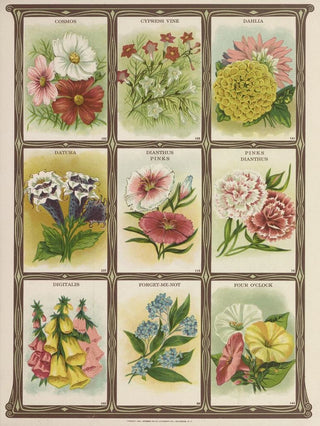 Genesee Valley Lithograph Co - Cosmos Cypress Vine Dahlia Datura.webp