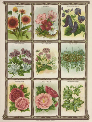 Genesee Valley Lithograph Co - Gaillardia Godetia Hyacinth Bean Heliotrope.webp
