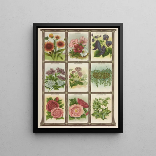 Genesee Valley Lithograph Co - Gaillardia Godetia Hyacinth Bean Heliotrope.webp
