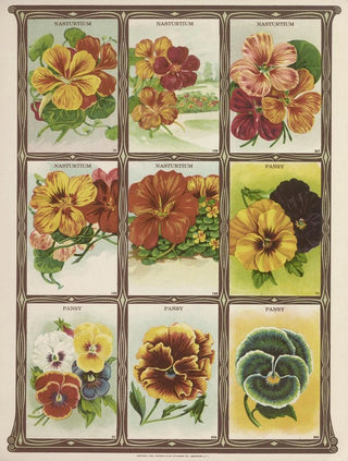 Genesee Valley Lithograph Co - Nasturtium Pansy.webp