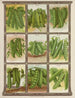 Dots - Genesee Valley Lithograph & Co.. — weergave van het kunstwerk