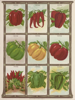 Genesee Valley Lithograph Co - Pepper.webp