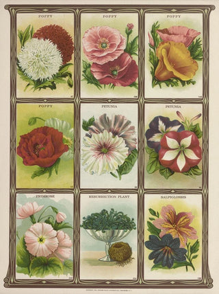 Genesee Valley Lithograph Co - Poppy Petunia Primrose.webp
