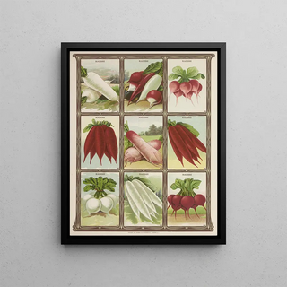 Genesee Valley Lithograph Co - Radish.webp