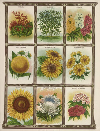 Genesee Valley Lithograph Co - Salvia Smilax Stock Sunflower.webp