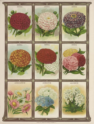 Genesee Valley Lithograph Co - Zinnia Acroclinium Ageratum Allyssum.webp