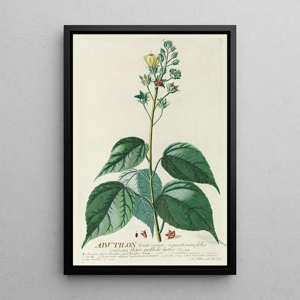 Georg Dionysius Ehret - Abutilon.webp