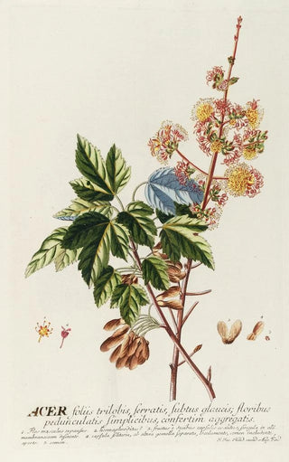 Georg Dionysius Ehret - Acer II.webp