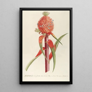 Georg Dionysius Ehret - Ananas II.webp