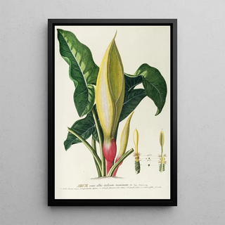 Georg Dionysius Ehret - Arum.webp