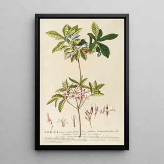 Georg Dionysius Ehret - Azalea.webp