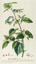 Byttneria - Georg Dionysius Ehret — weergave van het kunstwerk