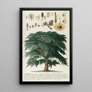 Georg Dionysius Ehret - Cedrus II.webp