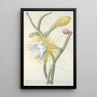 Georg Dionysius Ehret - Cereus III.webp