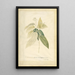 Cinnamomum - Georg Dionysius Ehret — ingelijst kunstwerk aan de muur
