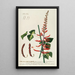 Corallodendron II - Georg Dionysius Ehret — framed artwork on a wall