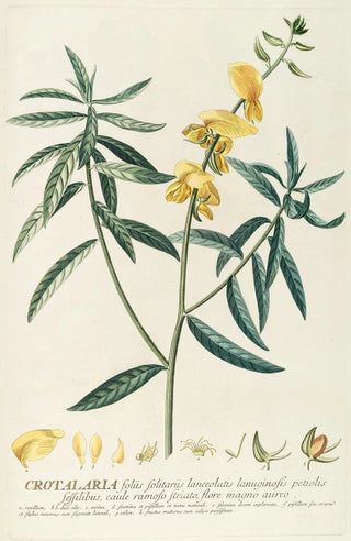 Georg Dionysius Ehret - Crotalaria.webp