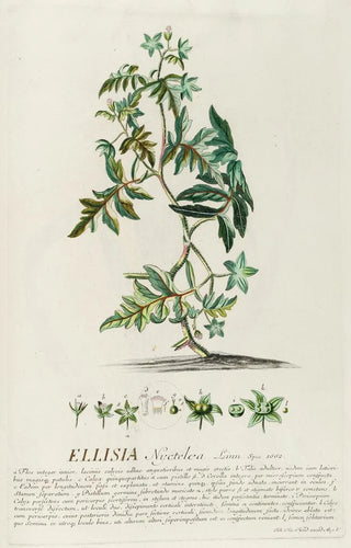 Georg Dionysius Ehret - Ellisia.webp