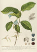 Guanabanus - Georg Dionysius Ehret — weergave van het kunstwerk