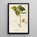 Heliocarpus - Georg Dionysius Ehret — framed artwork on a wall