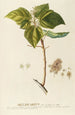 Heliocarpus - Georg Dionysius Ehret — artwork view