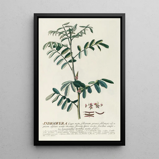 Georg Dionysius Ehret - Indigofera.webp