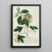 Laurier II - Georg Dionysius Ehret — framed artwork on a wall