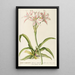 LilioNarcissus - Georg Dionysius Ehret — ingelijst kunstwerk aan de muur
