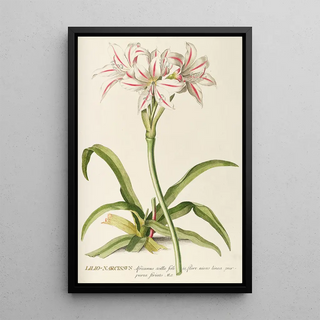 Georg Dionysius Ehret - LilioNarcissus.webp