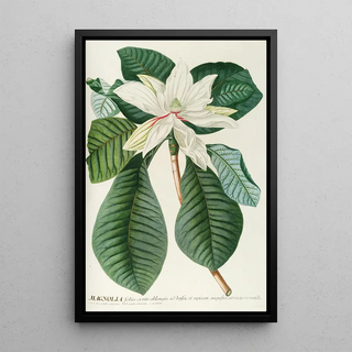 Georg Dionysius Ehret - Magnolia III.webp