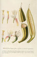 Musae II - Georg Dionysius Ehret — artwork view