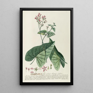 Georg Dionysius Ehret - Periploca.webp