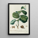 PhylIanthus - Georg Dionysius Ehret — framed artwork on a wall