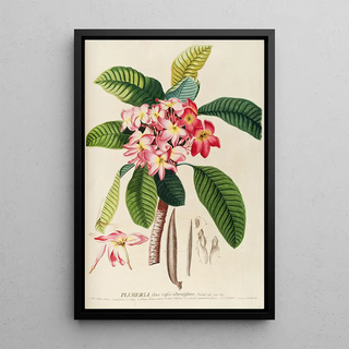 Georg Dionysius Ehret - Plumeria.webp