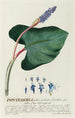 Pontederia - Georg Dionysius Ehret — weergave van het kunstwerk