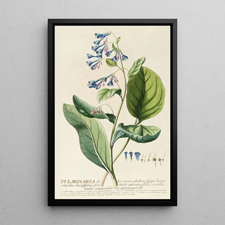 Georg Dionysius Ehret - Pulmonaria.webp