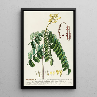 Georg Dionysius Ehret - Sophora.webp