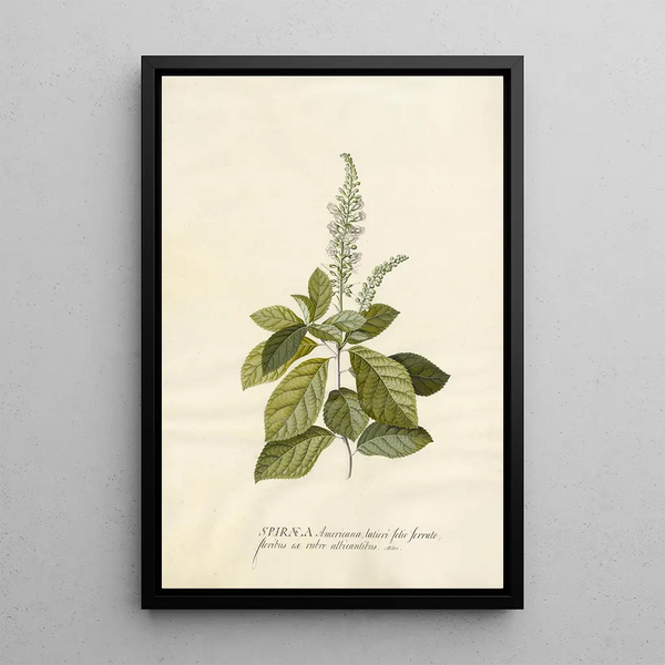 Georg Dionysius Ehret - Spiraea.webp
