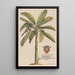De bananenboom - Georg Dionysius Ehret — ingelijst kunstwerk aan de muur