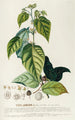 Theobroma - Georg Dionysius Ehret — weergave van het kunstwerk