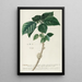Urtica - Georg Dionysius Ehret — framed artwork on a wall
