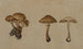 Champignons - Georg Wilhelm Baurenfeind — weergave van het kunstwerk