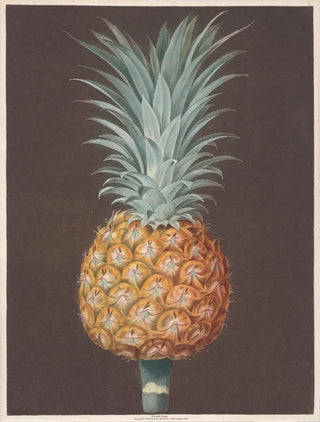 George Brookshaw - The Brown Havannah Pine.webp