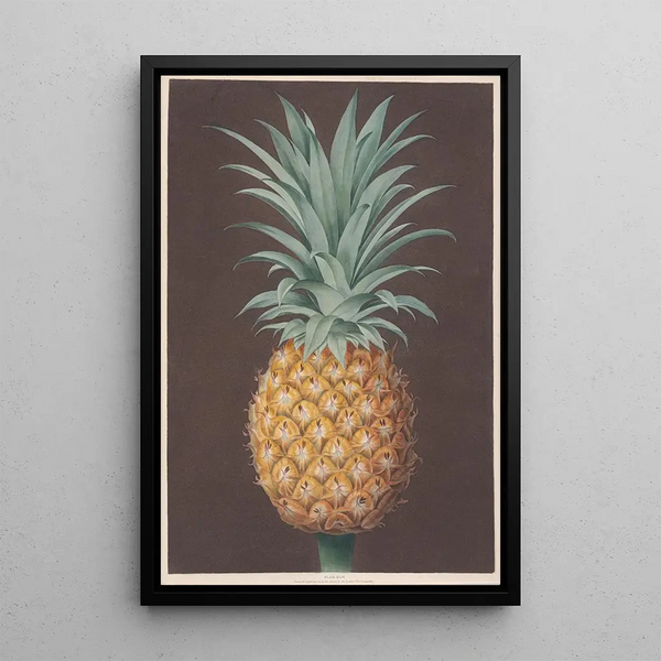 George Brookshaw - The Smooth Leaved Green Antigua Pine.webp
