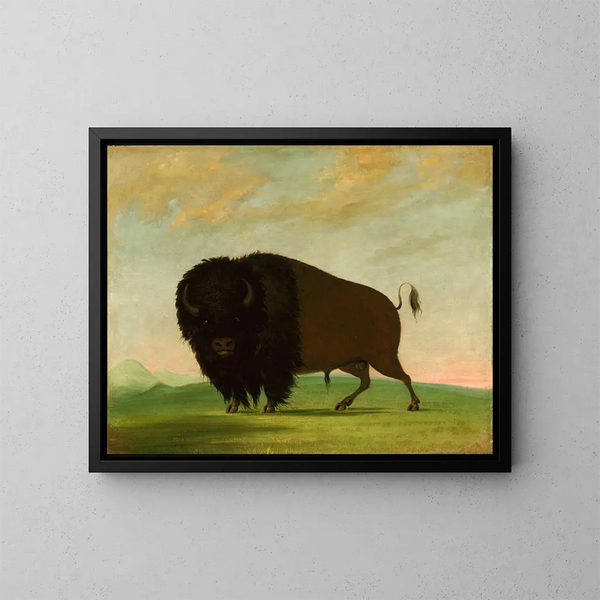 Bison grazend in de prairie - George Catlin — ingelijst kunstwerk aan de muur