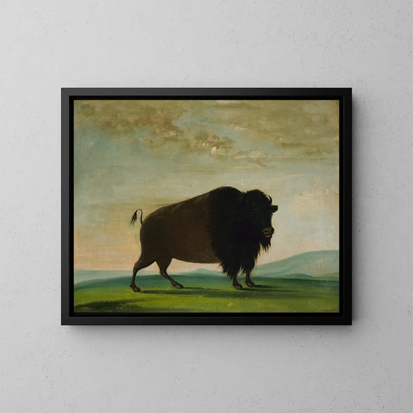 Vache buffle paissant dans la prairie - George Catlin — ingelijst kunstwerk aan de muur