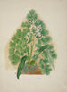 Mon jardin à Ceylan Pl004 - George De Alwis — artwork view