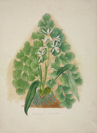 George De Alwis - Mon Jardin a Ceylan Pl004.webp