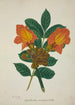 Mon jardin à Ceylan Pl005 - George De Alwis — artwork view